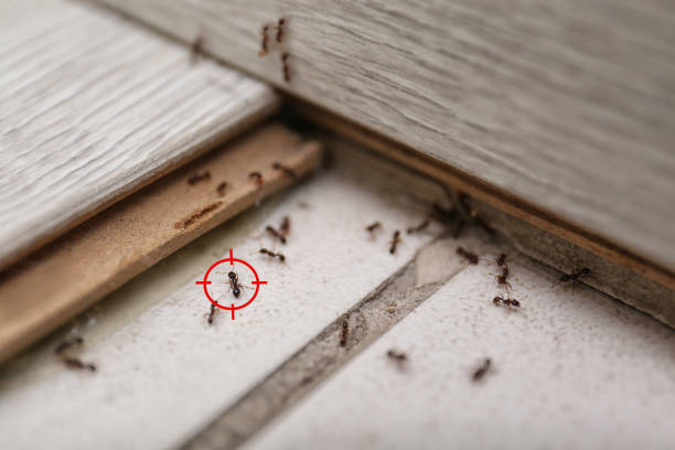 Best Best Pest Control Companies  in Alliance, NE