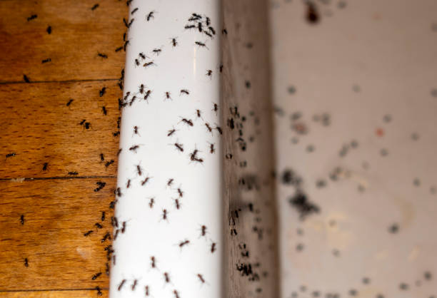Flea Control Services in Alliance, NE